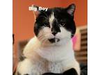 Adopt Big Boy 23292 a All Black Domestic Shorthair / Mixed cat in Escanaba