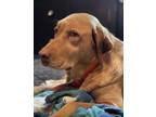 Adopt Bailey a Labrador Retriever dog in West Columbia, SC (38425314)