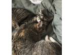 Adopt Peppercorn and Nala a Tan or Fawn Tabby Tabby / Mixed (short coat) cat in