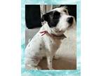 Adopt Pirate a White - with Black German Wirehaired Pointer / Airedale Terrier /