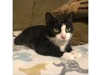 Adopt Dolce a All Black Domestic Shorthair / Mixed cat in St.Jacob