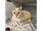 Adopt Chowder a Tan or Fawn Tabby Domestic Shorthair / Mixed cat in St.Jacob