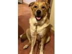 Adopt Otis a Tan/Yellow/Fawn - with White Australian Shepherd / Husky / Mixed