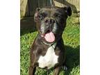 Adopt Sadie sb a Black - with White Boxer / Mixed dog in Johnston, RI (38426255)