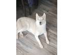 Adopt Tilly a White Husky / Mixed dog in Springfield, VA (38431335)