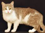 Adopt Kendrick Lemeow a Tiger Striped Domestic Shorthair (short coat) cat in