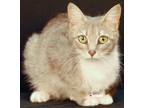 Adopt Bell Pepper a Gray, Blue or Silver Tabby Domestic Shorthair (short coat)