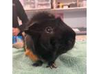 Adopt Jibbs a Black Guinea Pig / Guinea Pig / Mixed small animal in Kingston