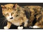 Adopt Juniper a Calico or Dilute Calico Calico (short coat) cat in Newland