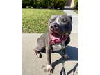 Adopt Remy a Gray/Blue/Silver/Salt & Pepper Mastiff / American Pit Bull Terrier