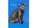 Adopt Finley a All Black Domestic Mediumhair / Domestic Shorthair / Mixed cat in