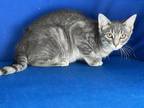 Adopt Louie a Gray or Blue Domestic Mediumhair / Domestic Shorthair / Mixed cat