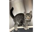 Adopt Melia a Brown or Chocolate Domestic Shorthair / Domestic Shorthair / Mixed