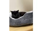 Adopt Sherry a All Black Domestic Shorthair (short coat) cat in Twin Falls