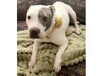 Adopt Daisy a White - with Gray or Silver American Pit Bull Terrier / Mixed dog