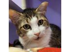 Adopt Gladys a Brown Tabby Domestic Shorthair (short coat) cat in Grayslake