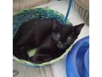 Adopt Enzo a All Black Domestic Shorthair / Mixed cat in Galveston