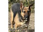 Adopt Gretel a Brown/Chocolate - with Black German Shepherd Dog / Mixed dog in