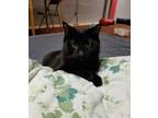 Adopt Ivan a Black (Mostly) Domestic Mediumhair (medium coat) cat in Columbus