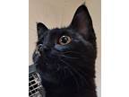 Adopt Sugar Maple a All Black Domestic Shorthair (short coat) cat in Columbus