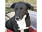 Adopt Brooke sb a Black - with White Labrador Retriever / Beagle / Mixed dog in