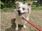 Adopt Audrey a White - with Tan, Yellow or Fawn Spitz (Unknown Type