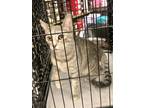 Adopt Luna a Gray or Blue Domestic Shorthair / Domestic Shorthair / Mixed cat in