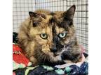 Adopt Old Lady a All Black Domestic Shorthair / Domestic Shorthair / Mixed cat