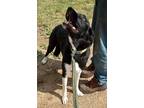 Adopt Rae a Black Akita / Mixed dog in Spruce Grove, AB (38435531)