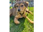 Adopt Granny a Brown/Chocolate Black Mouth Cur / Mixed dog in Spruce Grove