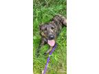Adopt Thelma a Brindle Labrador Retriever / Mixed dog in Spruce Grove