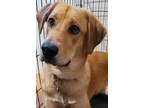 Adopt Quark a Tan/Yellow/Fawn Mixed Breed (Large) / Mixed dog in Spruce Grove