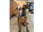 Adopt GG a Brown/Chocolate Shepherd (Unknown Type) / Mixed dog in Spruce Grove