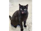 Adopt Ivy a All Black Domestic Shorthair / Domestic Shorthair / Mixed cat in New