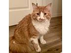 Adopt Norway a Orange or Red (Mostly) Norwegian Forest Cat / Mixed (medium coat)
