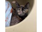 Adopt Amaryllis a All Black Domestic Shorthair / Mixed cat in Titusville