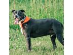 Adopt Prince a Black American Pit Bull Terrier / Labrador Retriever / Mixed dog