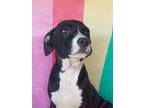 Adopt Coyote sb a Black - with White Boxer / Labrador Retriever / Mixed dog in