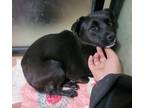 Adopt Wendy a Black Patterdale Terrier (Fell Terrier) / Schipperke / Mixed dog