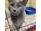 Adopt Smokey a Gray or Blue Domestic Shorthair / Mixed cat in Clarksdale