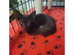 Adopt Ash a All Black Domestic Shorthair / Mixed cat in Clarksdale