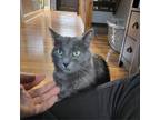Adopt Wilson a Gray or Blue Domestic Shorthair / Mixed cat in Plainfield