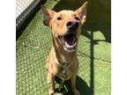 Adopt Shiloh a Tan/Yellow/Fawn Hound (Unknown Type) / Mixed Breed (Large) /