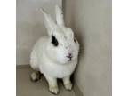 Adopt Nightfall a American / Mixed rabbit in Westminster, CA (38436874)