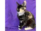 Adopt Sunny a Calico or Dilute Calico Domestic Shorthair / Mixed cat in North