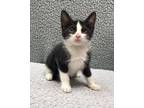 Adopt Tony a Black & White or Tuxedo Domestic Shorthair (short coat) cat in