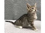 Adopt Bacci a Gray, Blue or Silver Tabby Domestic Shorthair (short coat) cat in