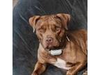 Adopt Denver a Brindle American Pit Bull Terrier / Mixed dog in Dallas