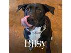 Adopt Bitsy a Black - with White American Pit Bull Terrier / Mixed dog in