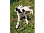 Adopt Hallie a White - with Black Pointer / Mixed dog in Georgetown